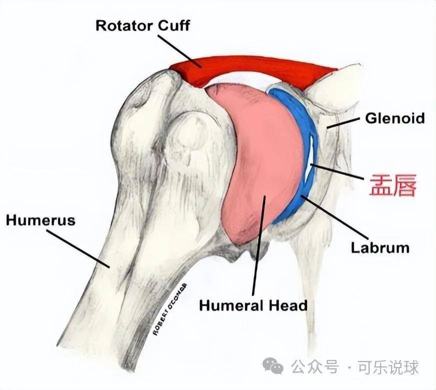 【168直播】突发！莫兰特赛季报销，复出才打了9场球啊！